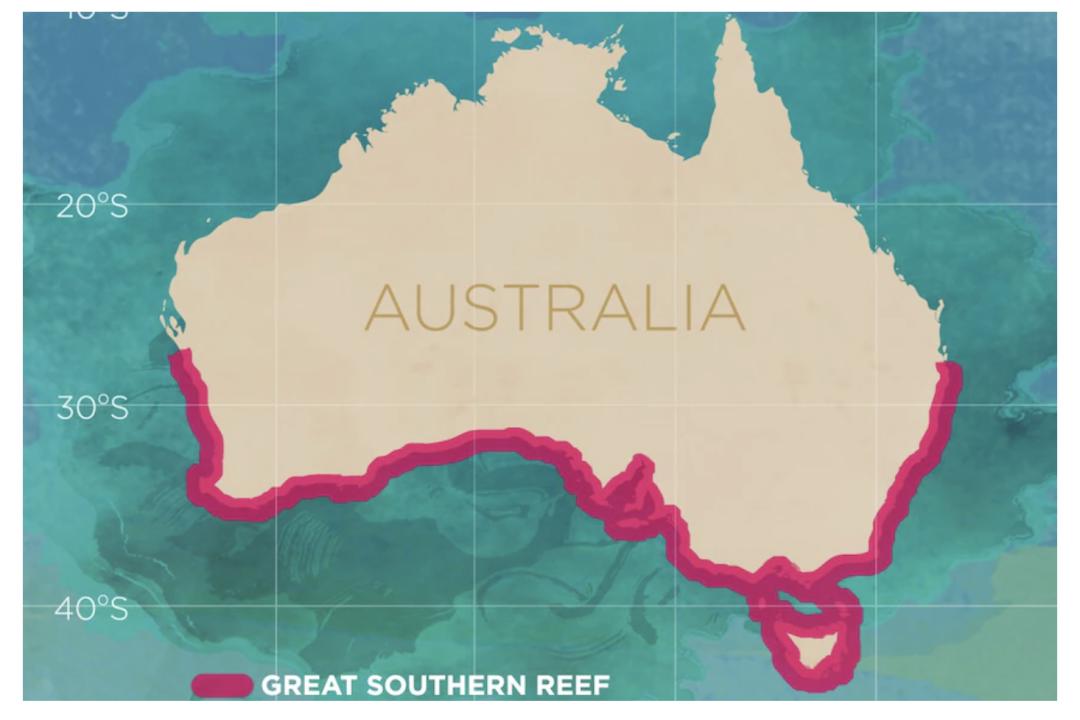 比蟹黄还珍贵！澳洲海胆“疯狂”生长，专家呼吁居民多吃