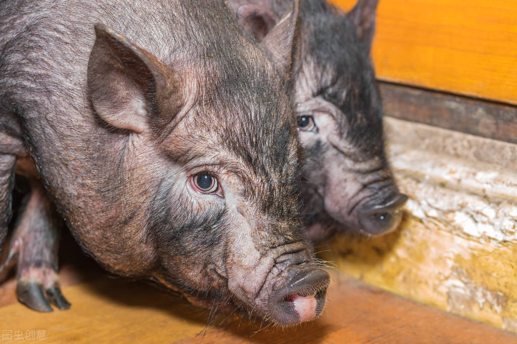 肥猪反复咳嗽怎么治疗,肥猪咳嗽不爱吃食是什么原因