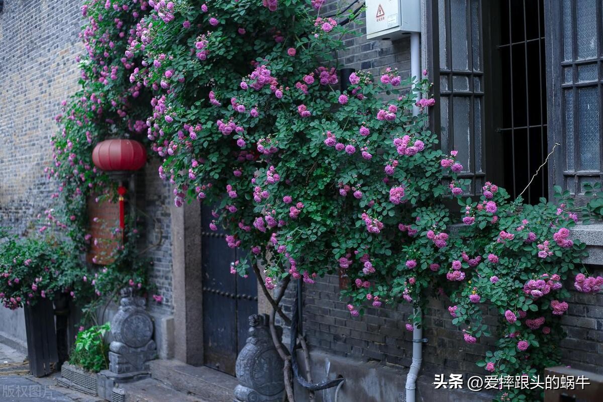 生如夏花灿烂的时候,生如夏花绚烂绽放歌曲视频