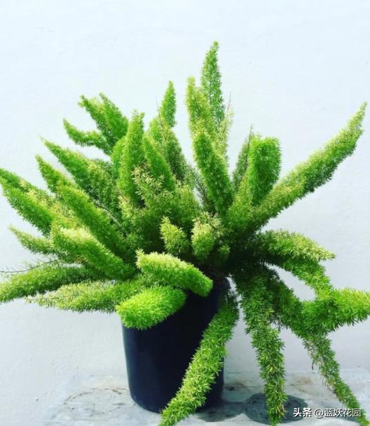 狐尾天门冬顶端黄叶是什么原因,狐尾天门冬黄叶掉落还可以救活吗