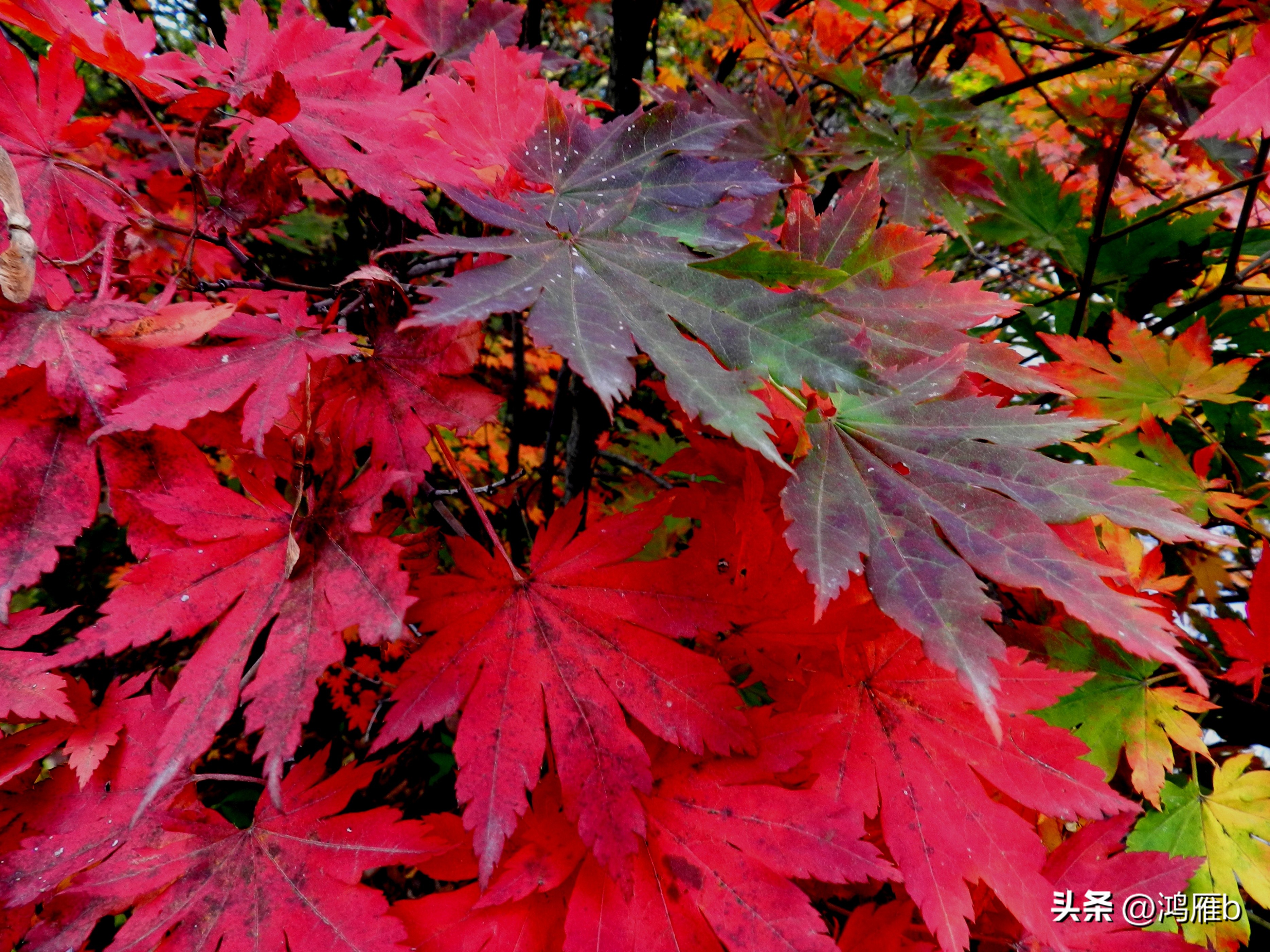 本溪温泉汤沟门票价格,本溪花溪沐枫雪温泉小镇