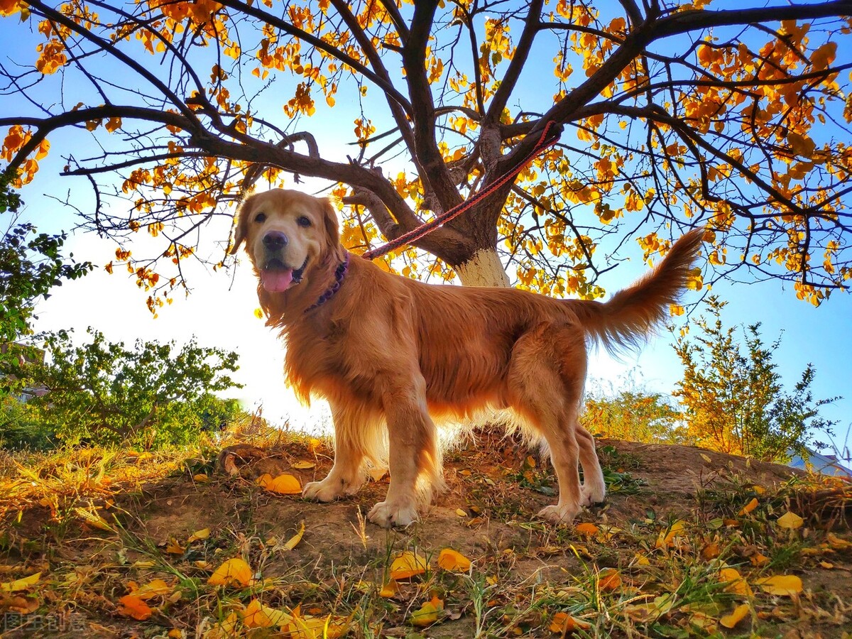 脾气好到爆的六种狗狗你喜欢哪种,狗狗的五个特征你家里有没有