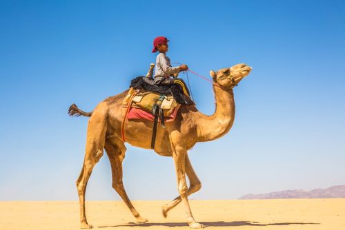 古代历史中的以色列,古代以色列鼎盛时期