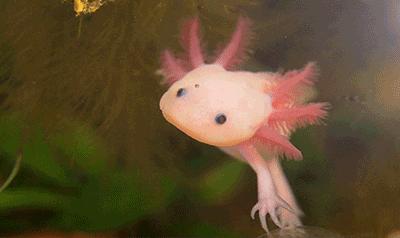 广州海关查获濒危红珊瑚制品348件,广州海关查获六角恐龙