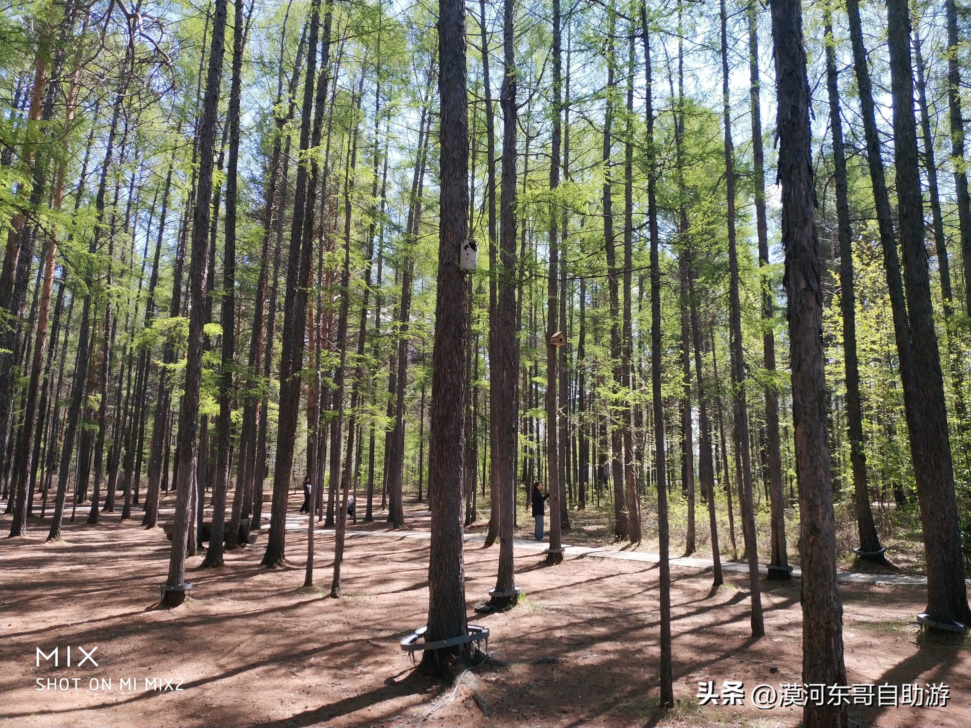 带你去看杜鹃花完整版,漠河旅游攻略一览表