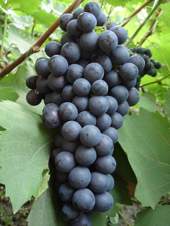 适合南方盆栽的葡萄品种,适合南方种植的葡萄品种有哪些