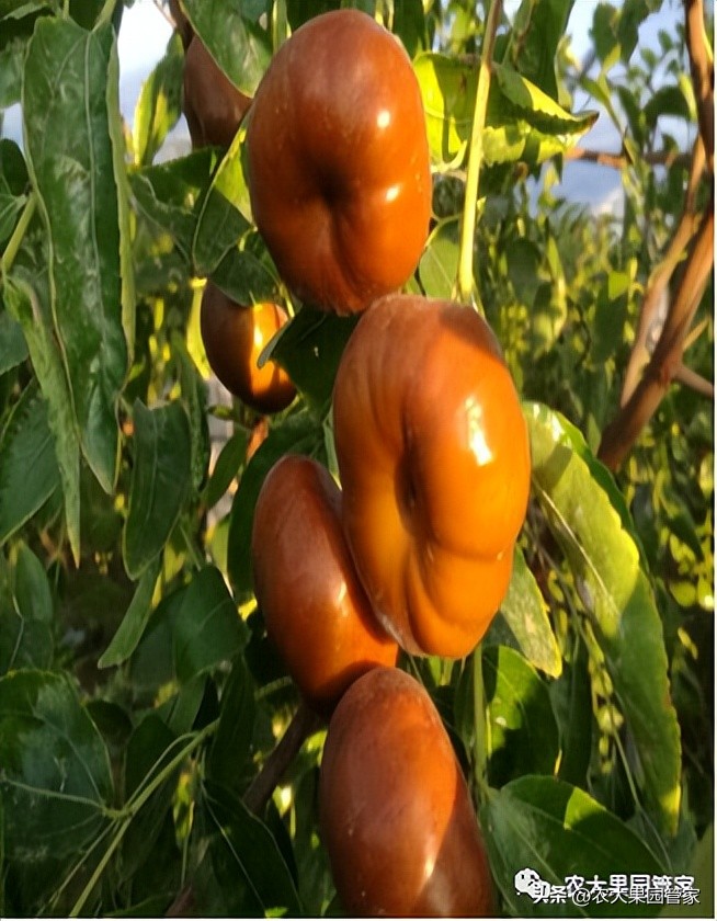 优质果树苗木品种介绍,最好的新品种苹果苗木