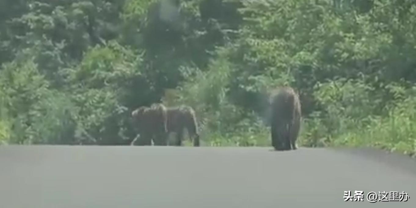 吉林珲春四只东北虎拦路,珲春路遇老虎