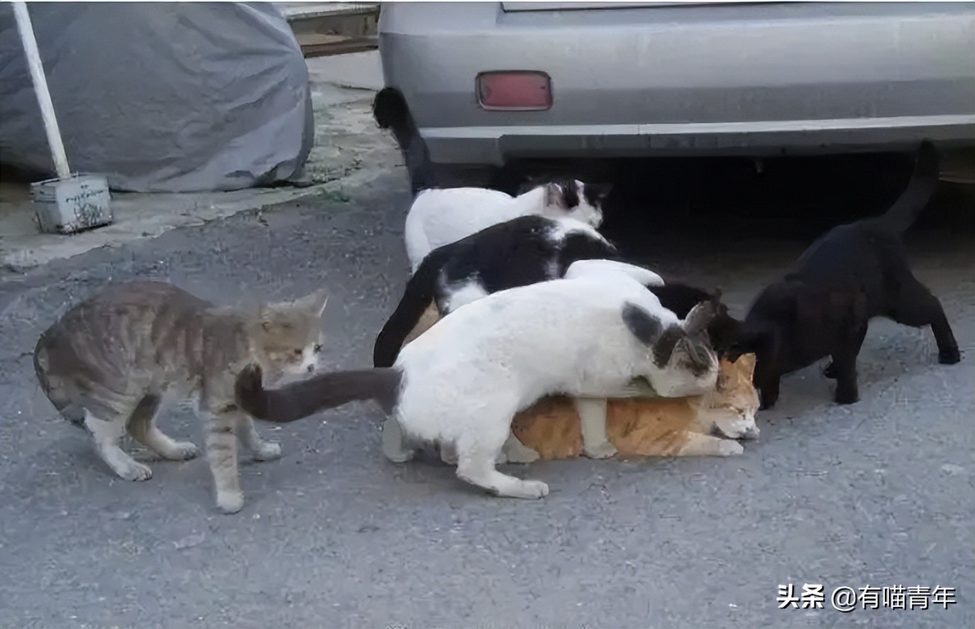 猫核酸检测有必要做吗,猫做核酸粤语视频