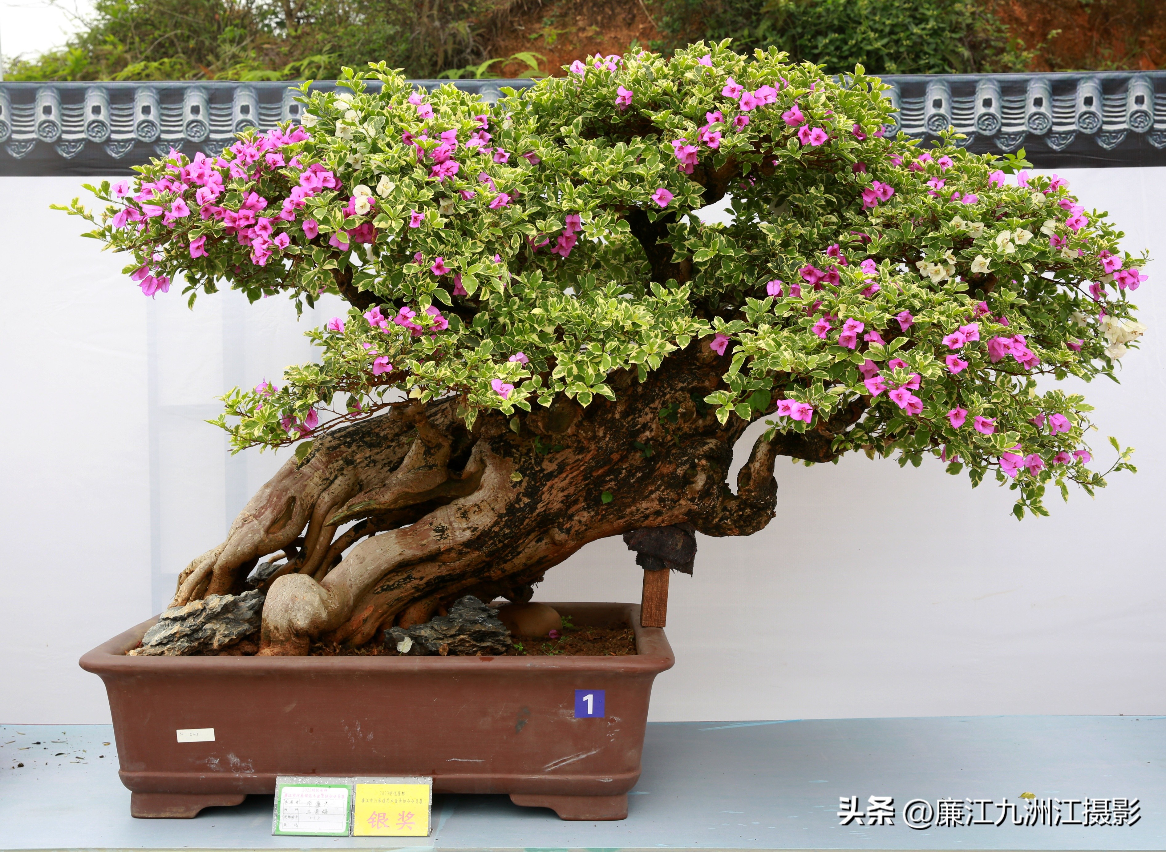 最高端的盆景展,一场惊艳的盆景展