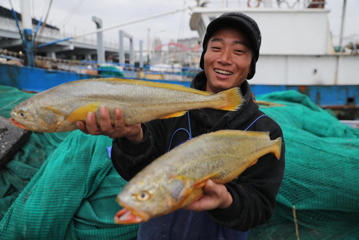 带鱼每年捕捞多少吨,带鱼产量逐年减少它会被吃灭绝吗