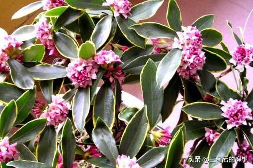 斑马绿植适合客厅的图,斑马花绿植