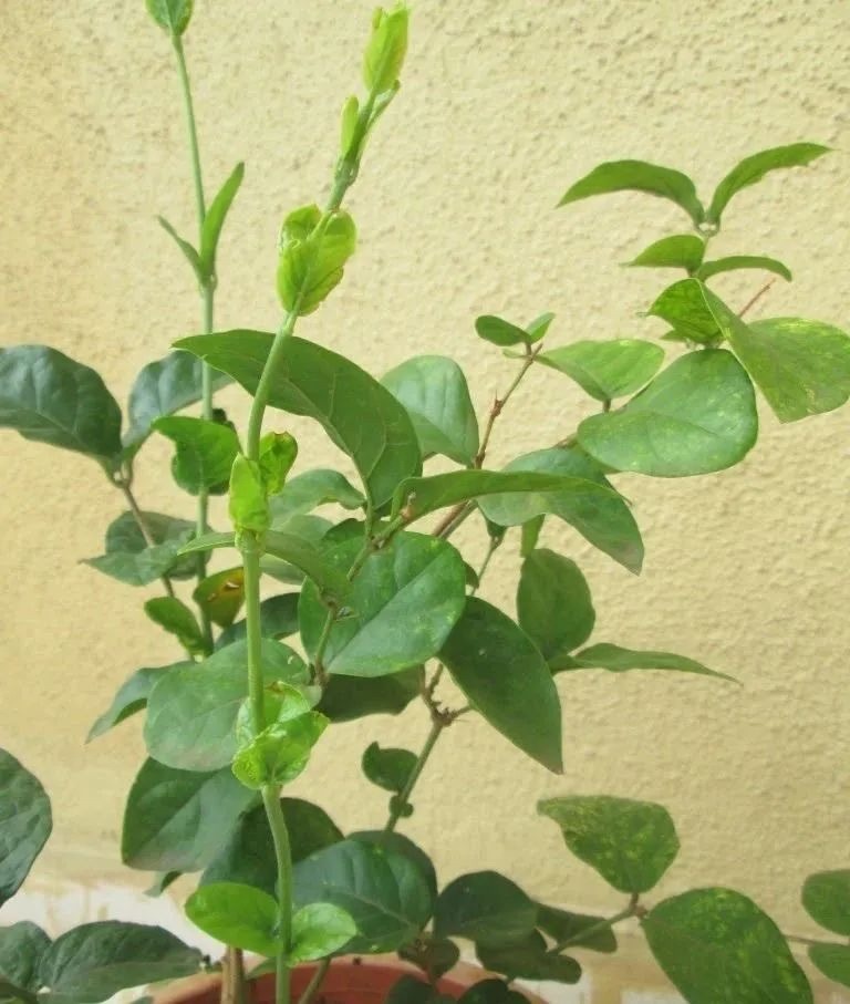 怎么养茉莉花开花多,茉莉花如何养开花不断
