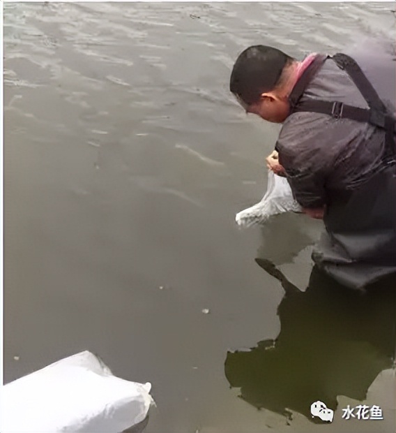 家鱼养殖如何投苗,养殖鱼技术和鱼苗