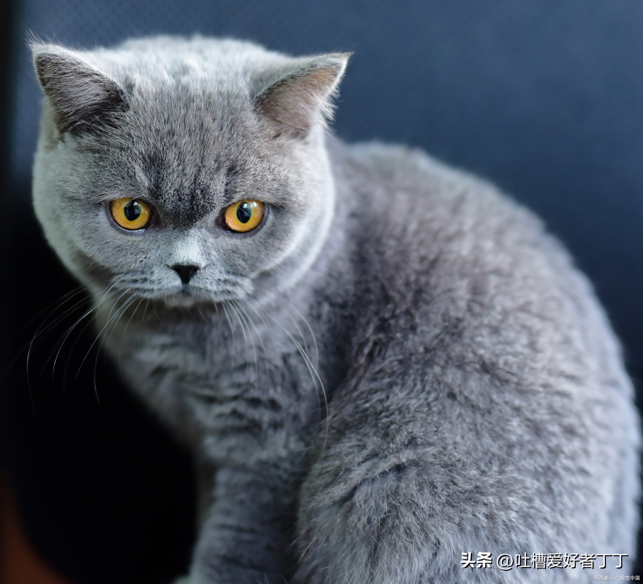 蓝猫母的贵还是公的贵,蓝猫母的比公猫难看吗