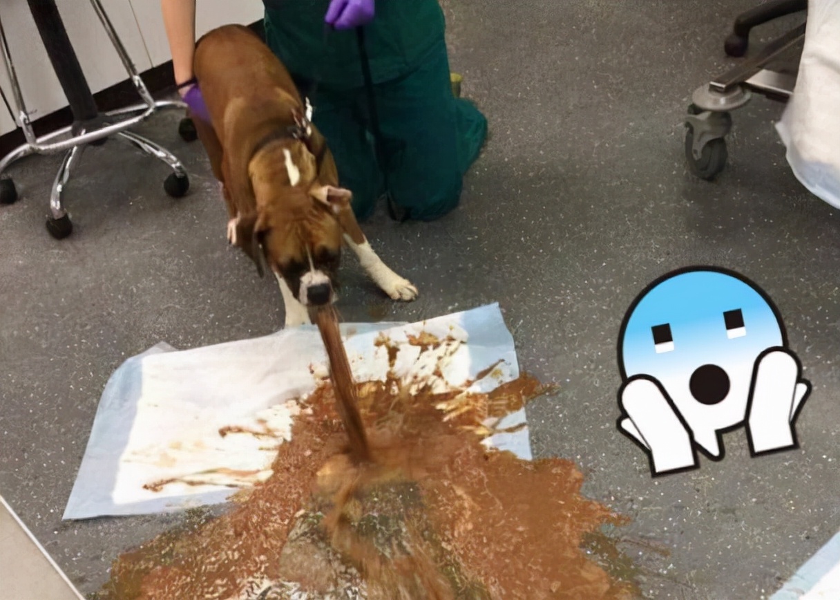 狗狗怎么预防肾脏疾病,狗狗吃什么才能预防疾病