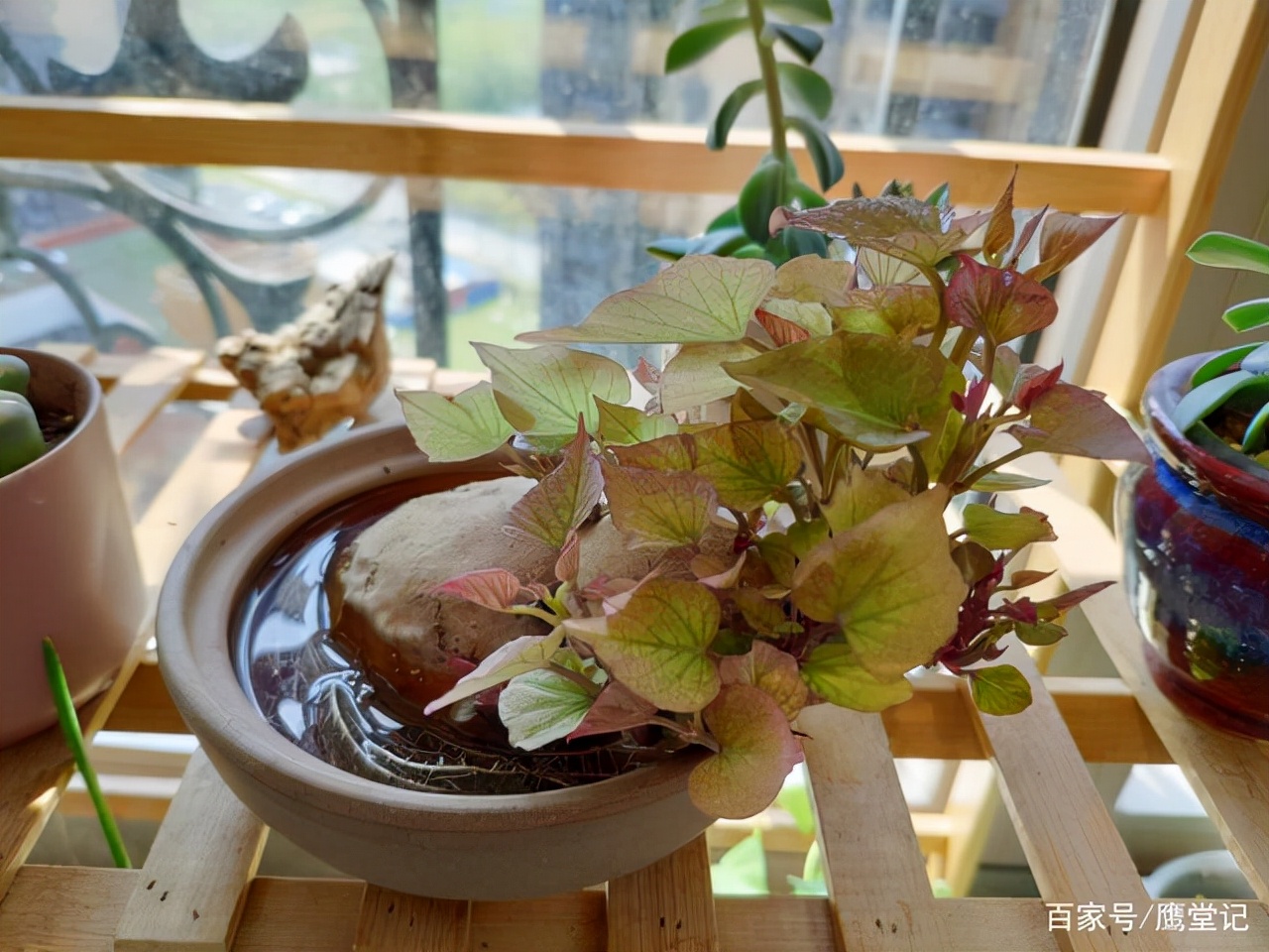 水培红薯需要换水还是添水,红薯泡水盆栽养鱼