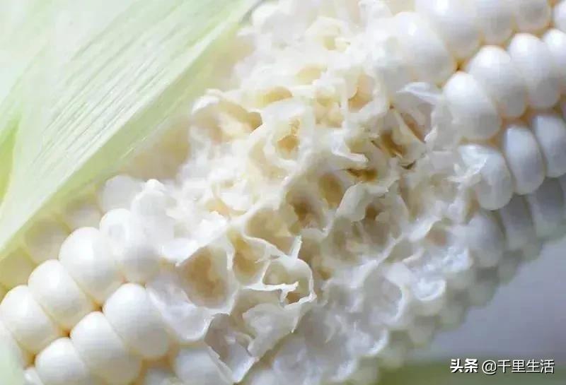 玉米界的“爱马仕”，一*爆口**浆，简直停不下来