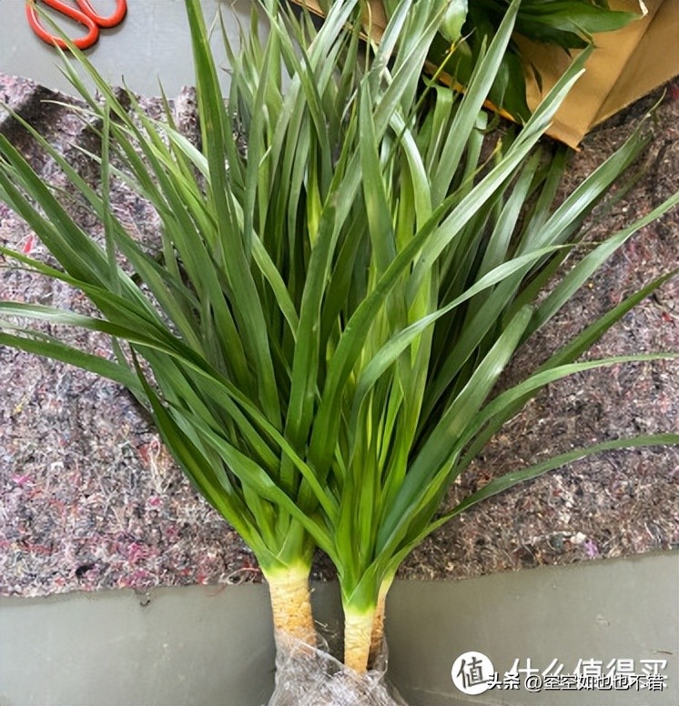 装修室内除甲醛用什么绿植,室内装修除甲醛有什么绿植