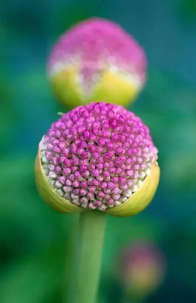 闀垮緱鍍忚冻鐞冧竴鏍风殑妞嶇墿,鍜岃冻鐞冩湁鍏崇殑妞嶇墿