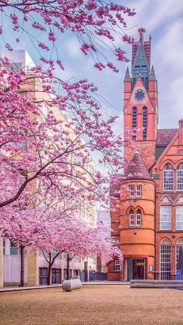 樱花手机壁纸花朵唯美高清,樱花手机壁纸图