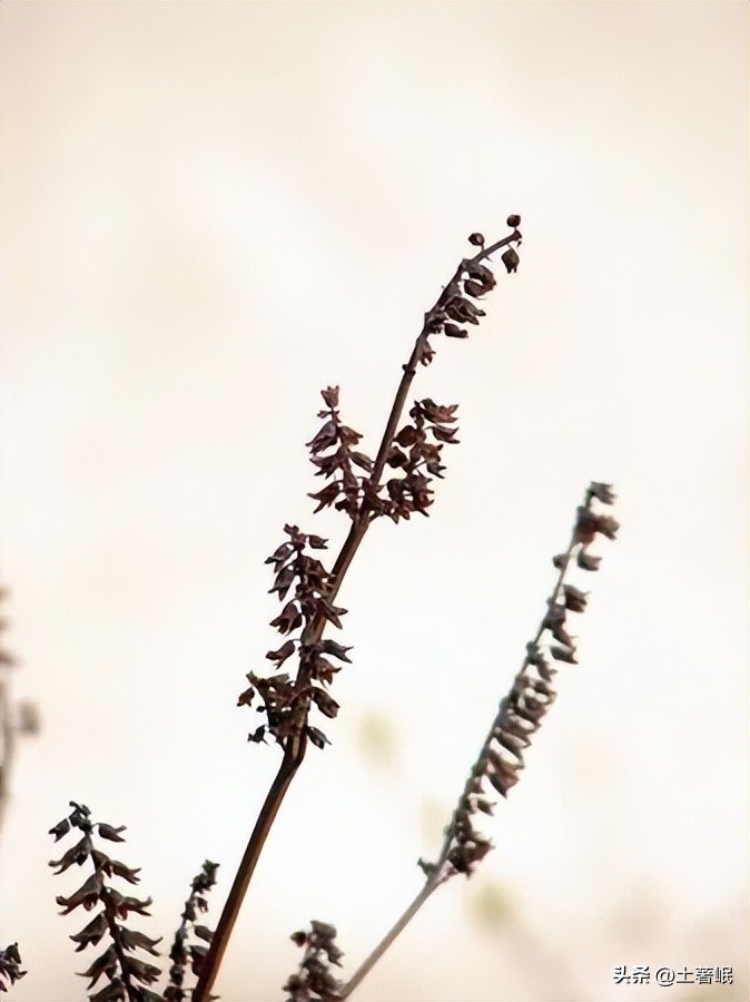 时光荏苒中的荏苒指的是哪种植物,时光荏苒中的荏苒在古代指什么