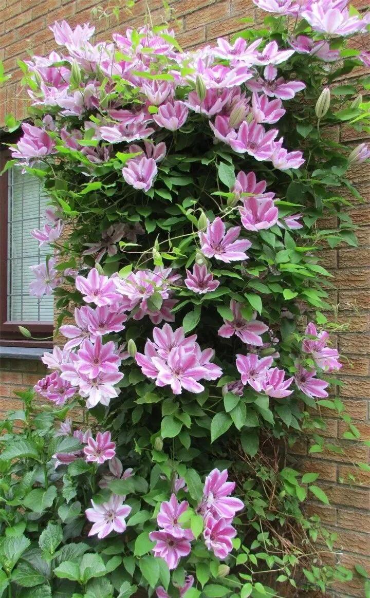 铁线莲根怎样辨别真假,铁线莲真假怎么辨别