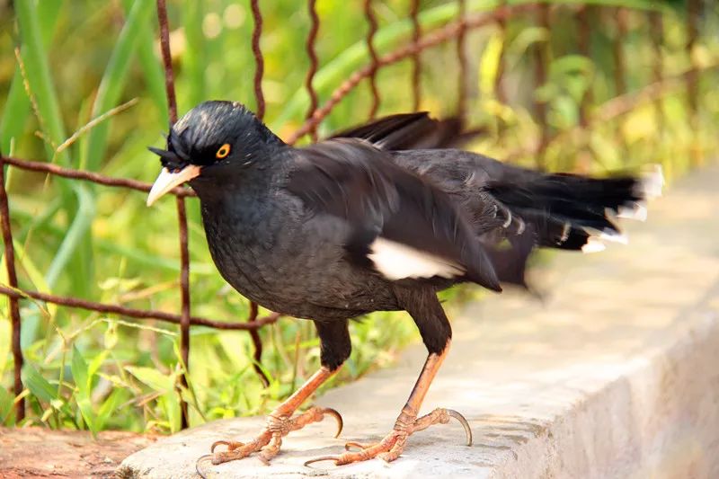 栖杠就是鸟儿的床，必须准备两根栖杠及时更换清洗消毒。