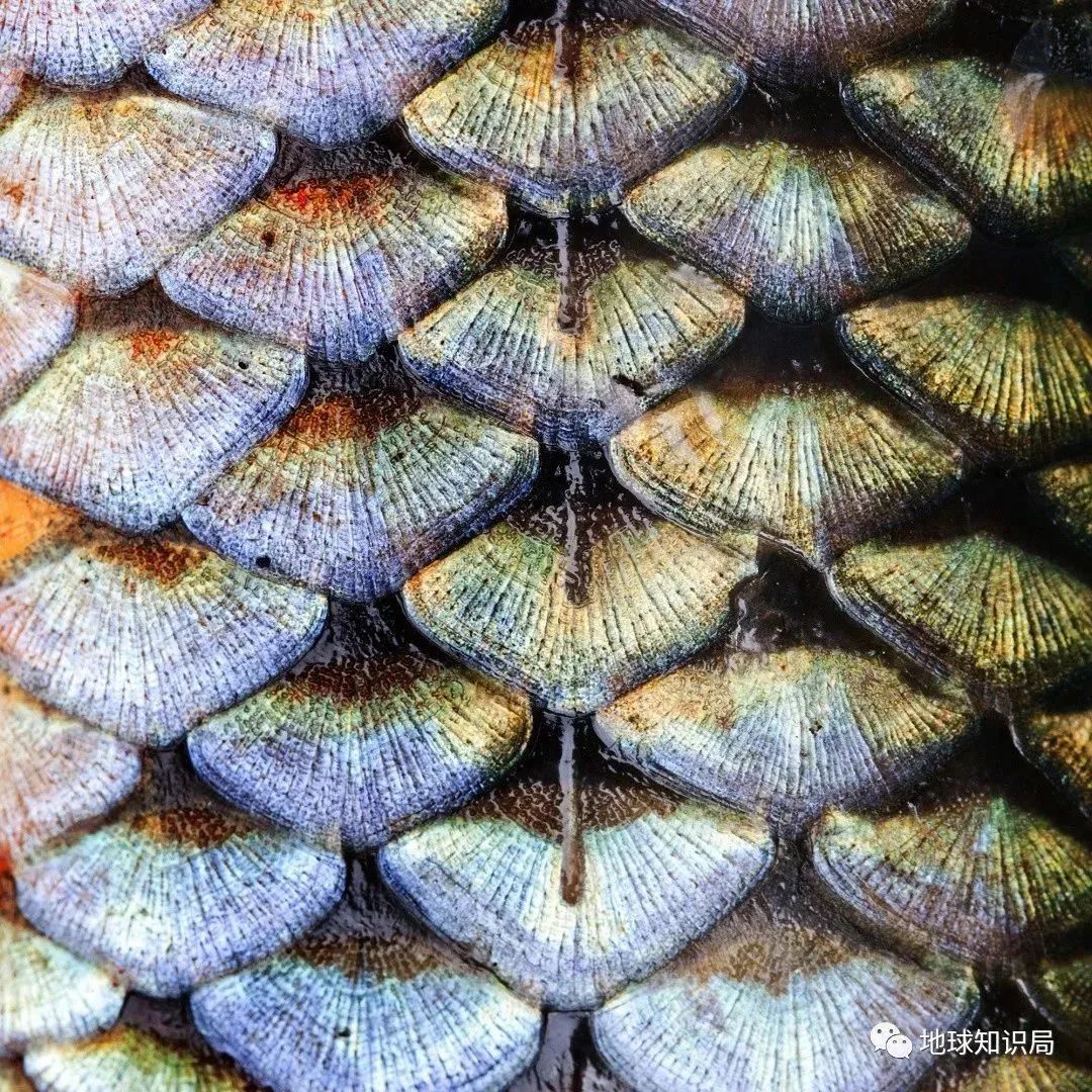 他们，做了一个违背祖宗的决定！|地球知识局