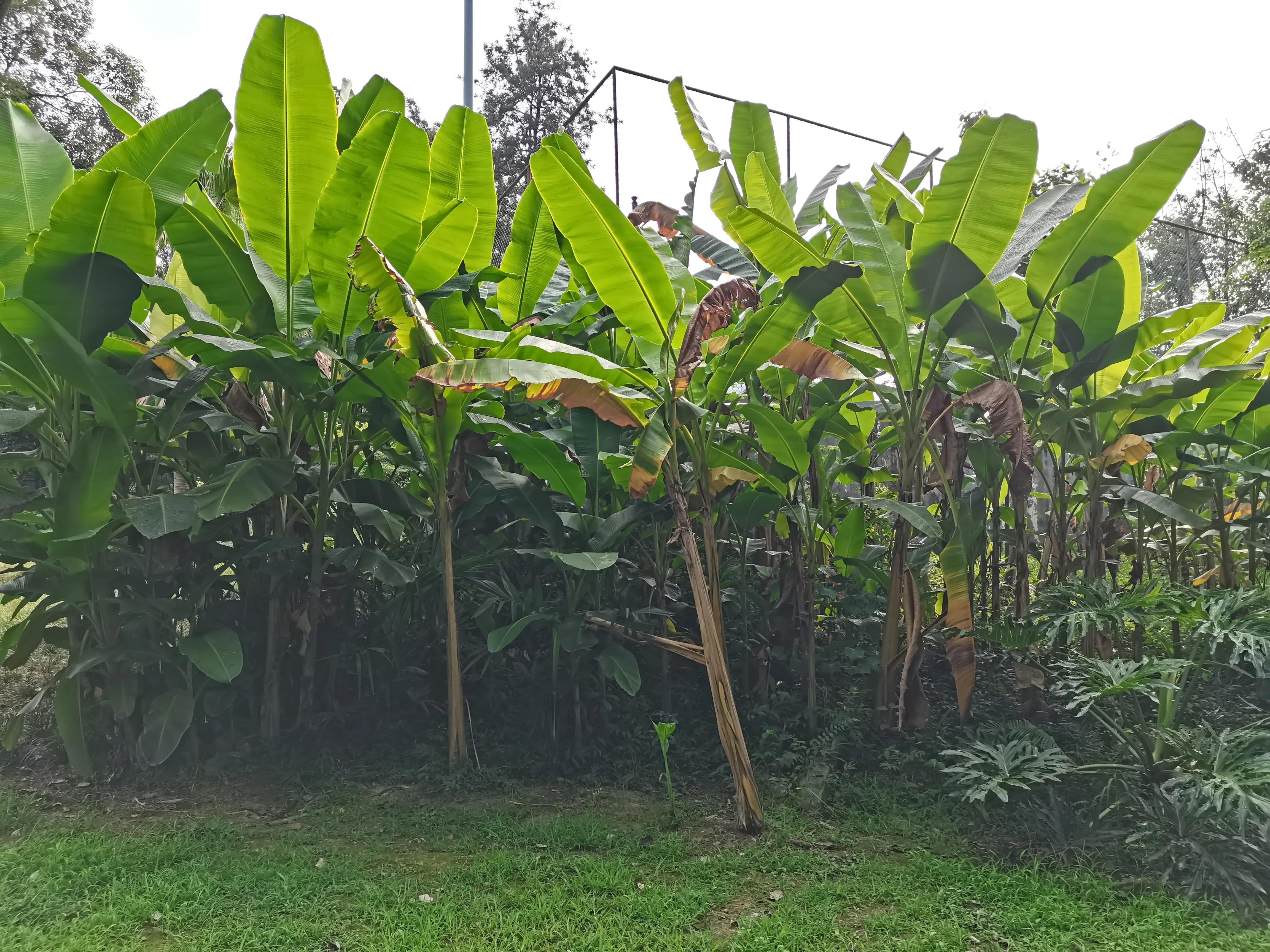 成都环境比较好的区域,成都的城市环境