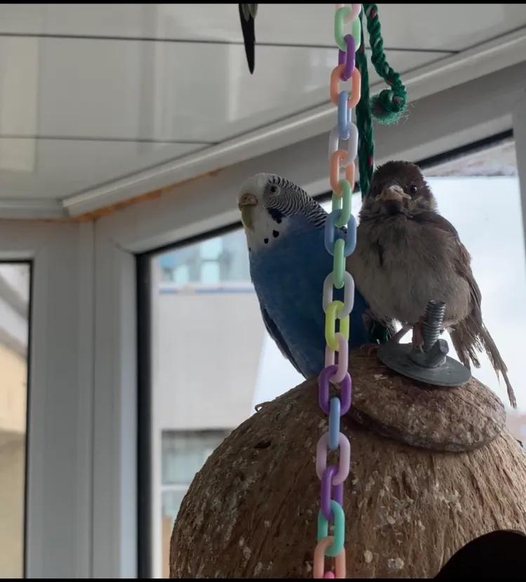 捡来的小麻雀能活吗,捡到一只小麻雀能不能放生