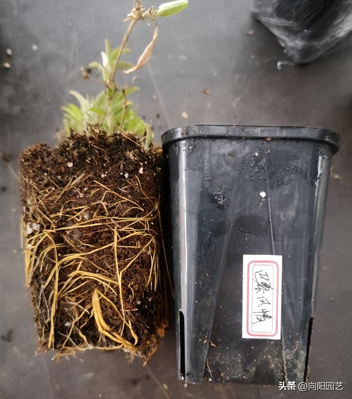 铁线莲买根的都是假的吗,网购的铁线莲没有芽点还有希望吗