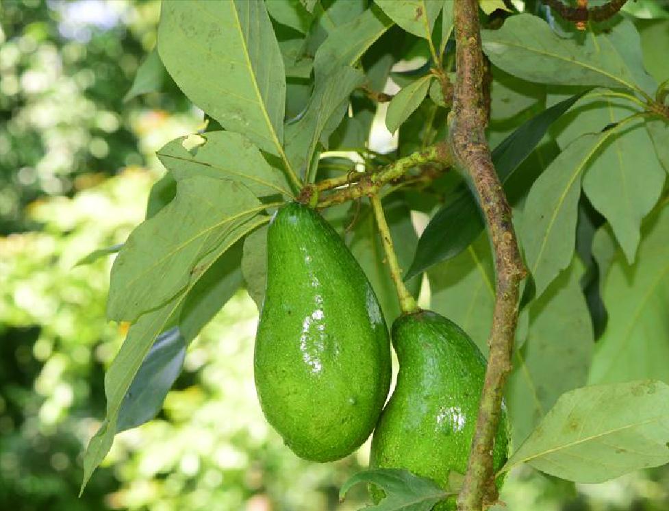 越南木工发现兰花印记,越南木工发现兰花