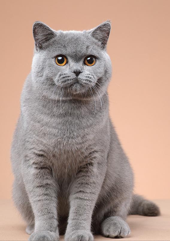 新手养英短猫好还是美短,一个半月的英短好养吗