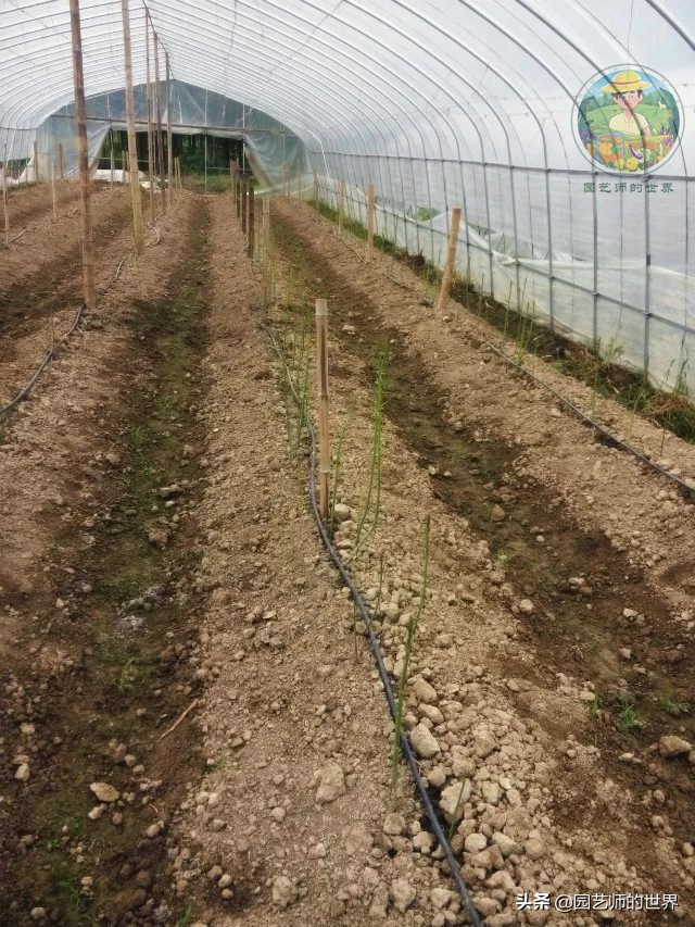 种植100万亩芦笋需育苗多少亩,带根芦笋怎么种植