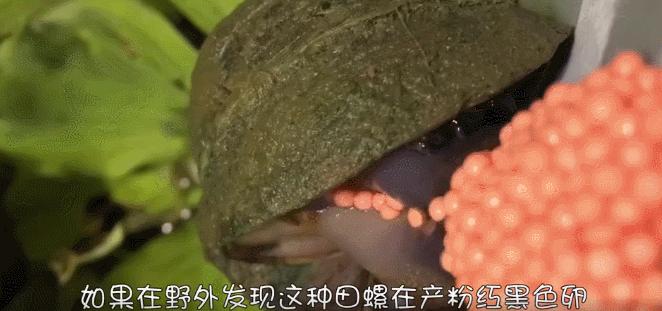 广西女童脑死亡父母捐其器官,小孩脑子取出活虫