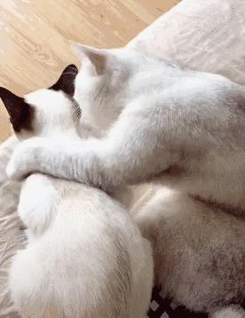 狸花猫智商相当于人类几岁,猫界智商排行榜狸花猫排第几