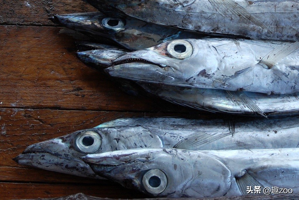 中国海鲜十大排行榜,中国海鲜产品品牌前十名