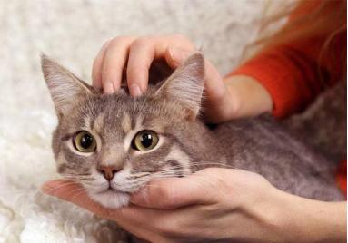 玛恩医生杏仁酸,玛恩医生事故