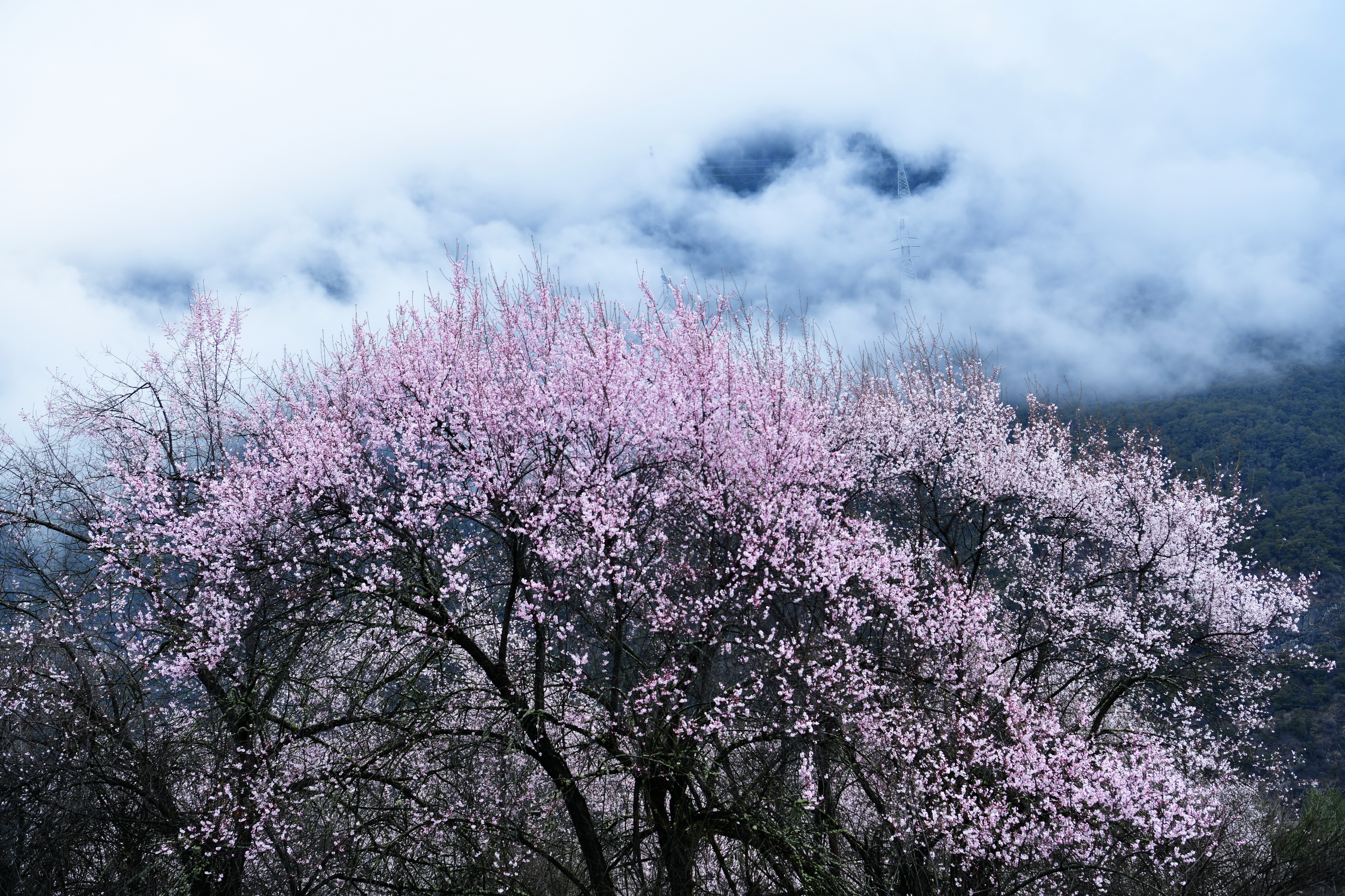 雪域林芝桃花图片 (在雪域江南西藏林芝邂逅漫山桃花)