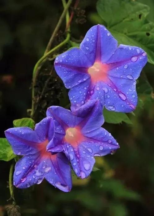 五星花有什么特点,五星花最漂亮的品种