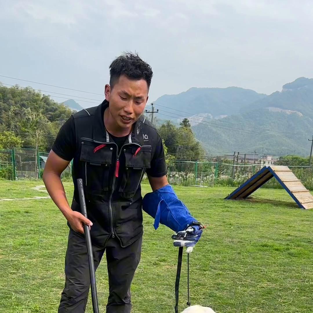 才一个多月的拉布拉多怎么养,几个月的拉布拉多会懂事