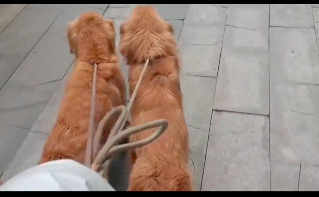 金毛倒地抽搐怎么回事,金毛晕倒主人痛哭