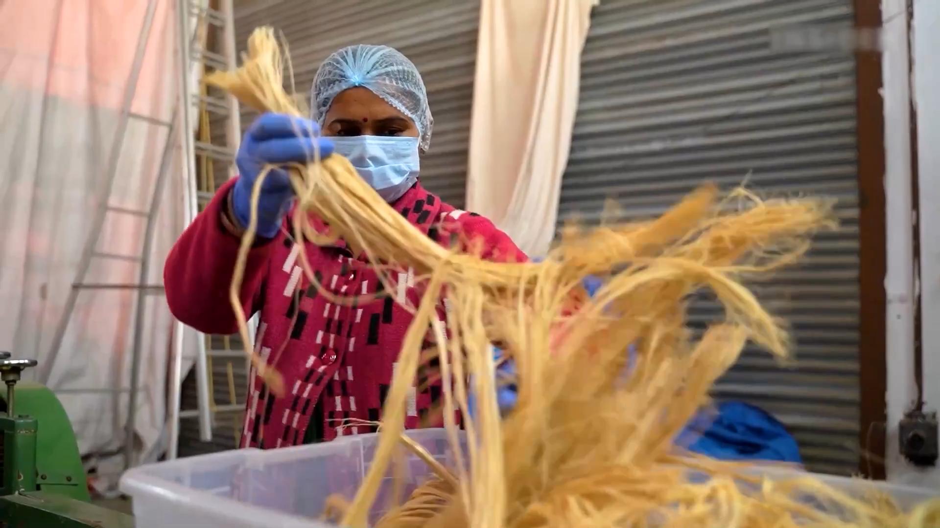 印度卫生巾制作全过程,印度用芭蕉树做卫生巾