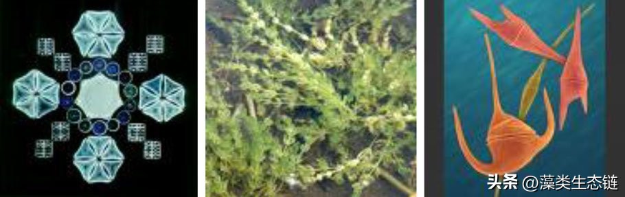 藻类基础知识,鱼塘藻类培养