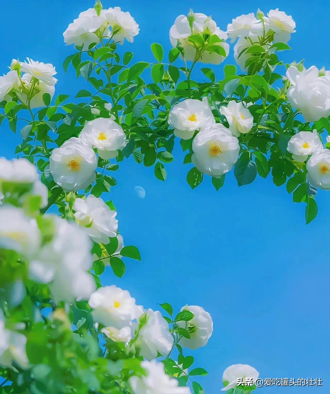 人生最大的愚蠢是自欺欺人,人最大的愚蠢就是不承认自己愚蠢