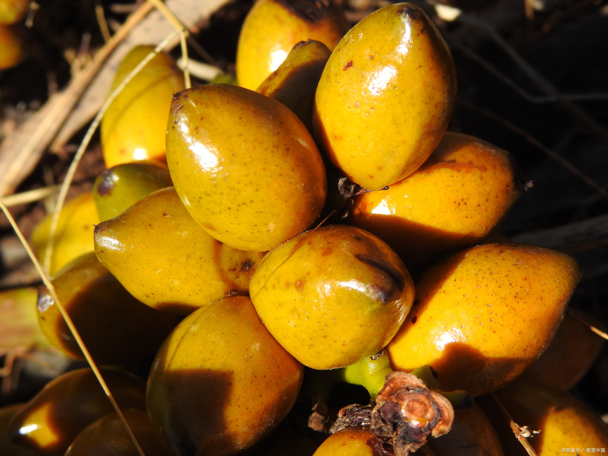 海南省海口市十大特产,海口特产最好品牌有哪些