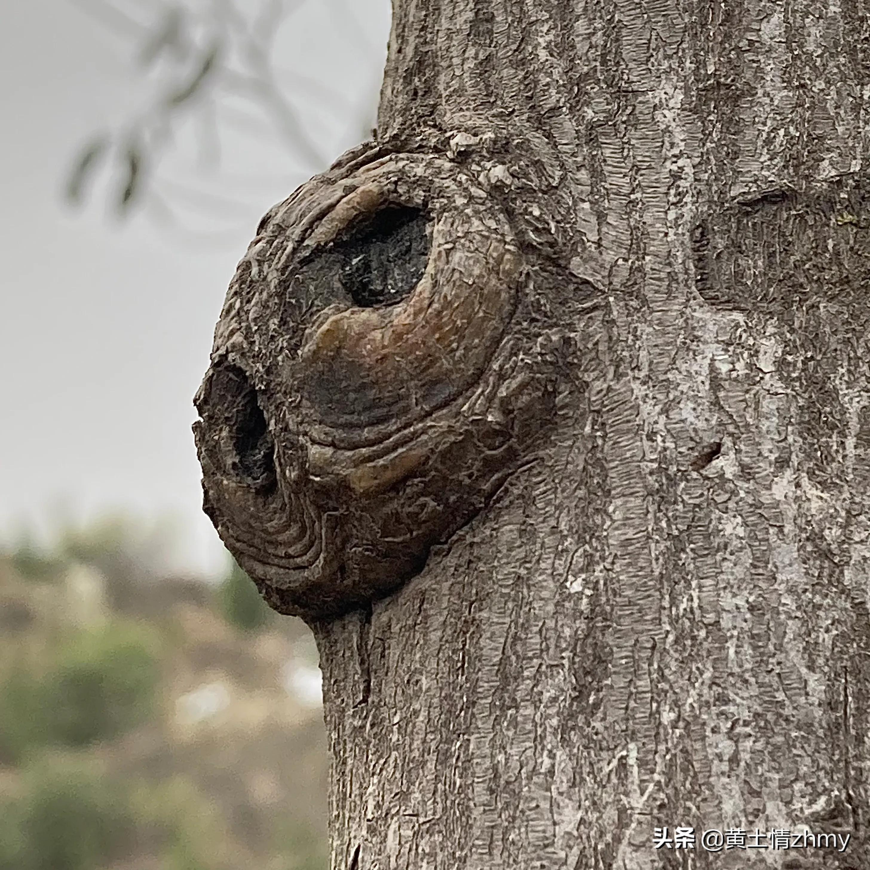 木头瘤疤,奇特的树干造型
