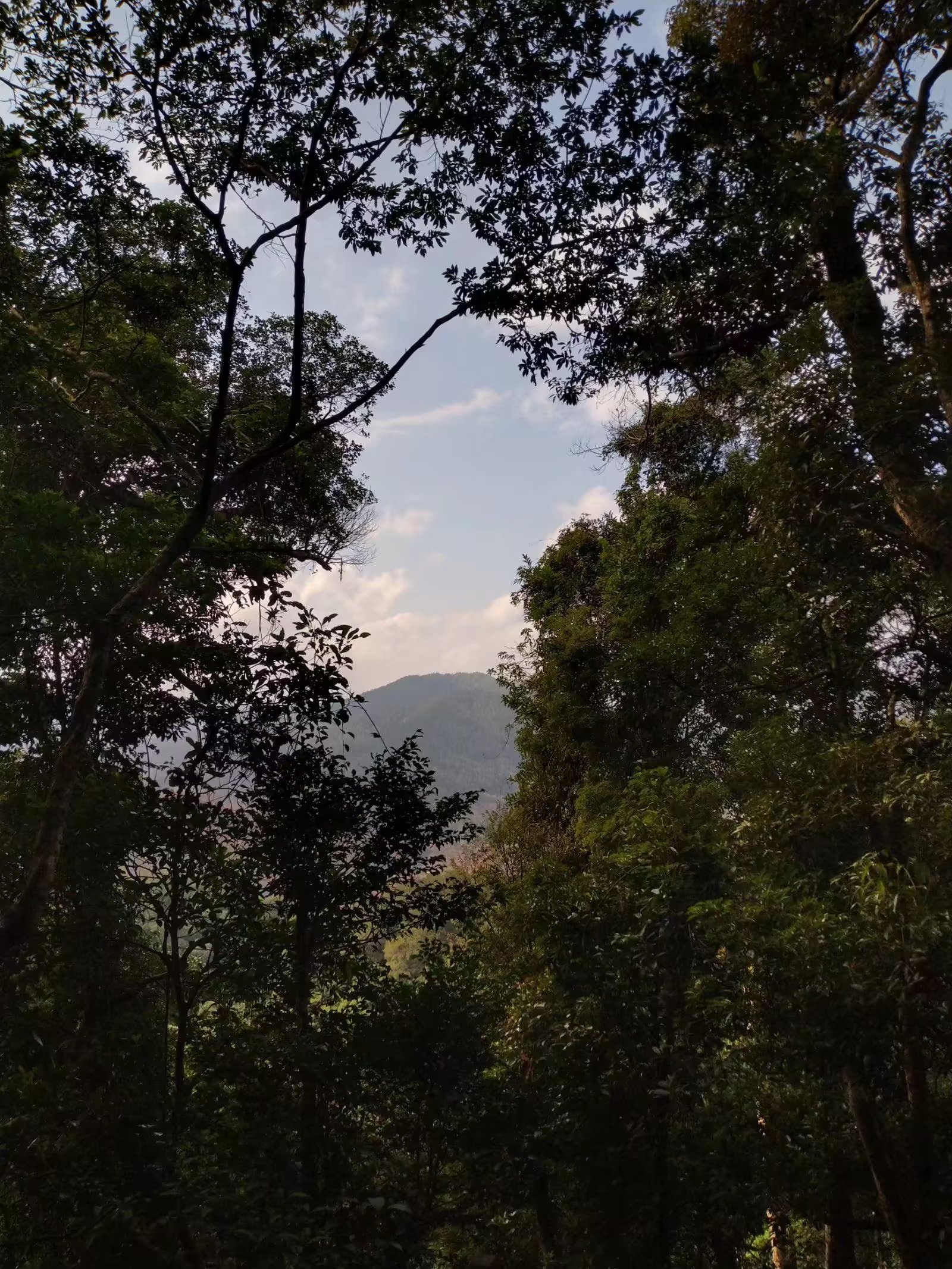 三亚之旅日记350字,三亚五指山免费游玩攻略