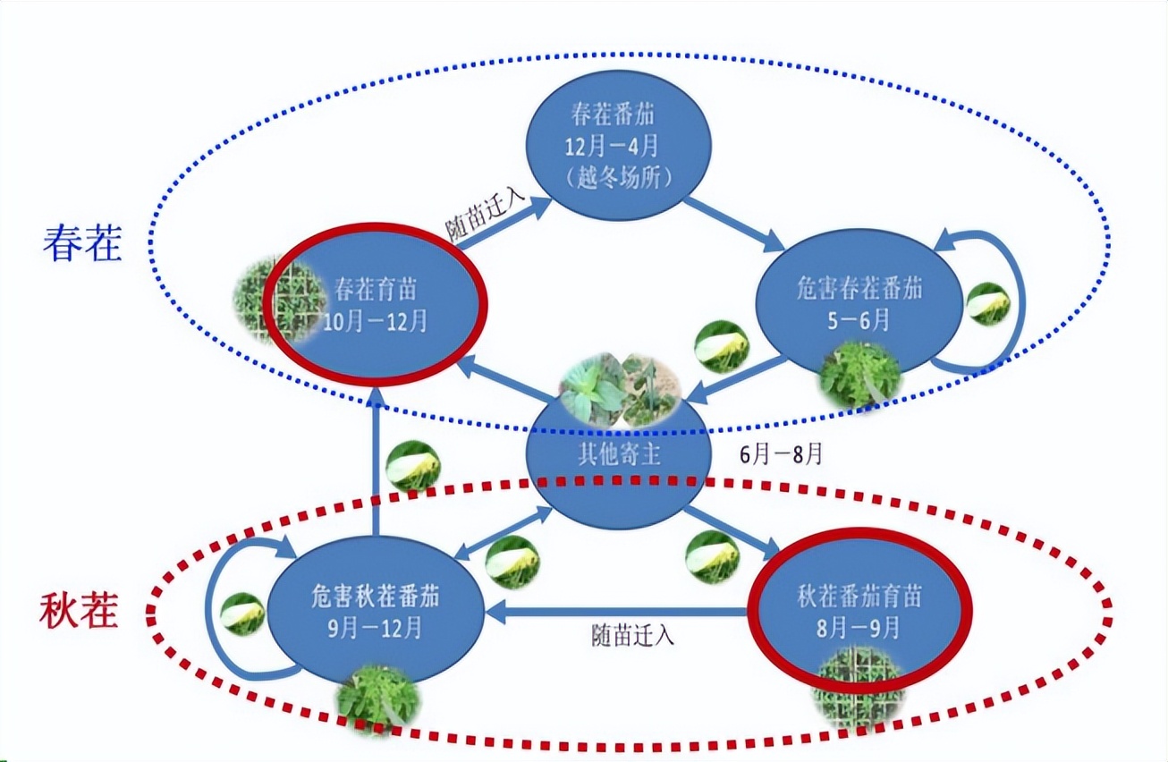 蔬菜根长肿瘤怎么防治,蔬菜靶斑病最新治疗方法